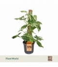 Syngonium