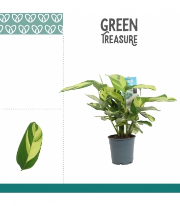 Ctenanthe