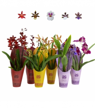 OrchideeÃ«n