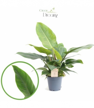 Philodendron