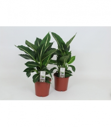 Dieffenbachia