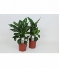 Dieffenbachia