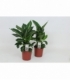 Dieffenbachia