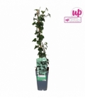 Hedera