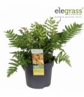 Dryopteris