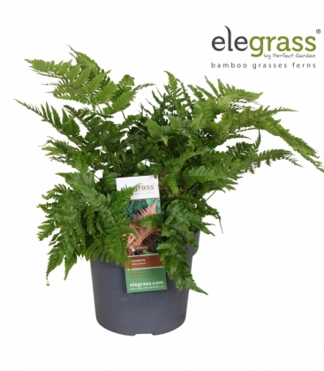 Dryopteris
