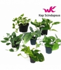 Scindapsus