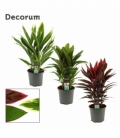Cordyline