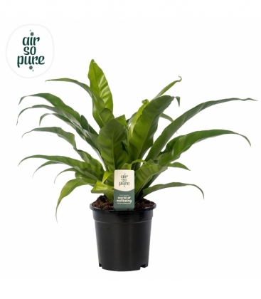 Asplenium