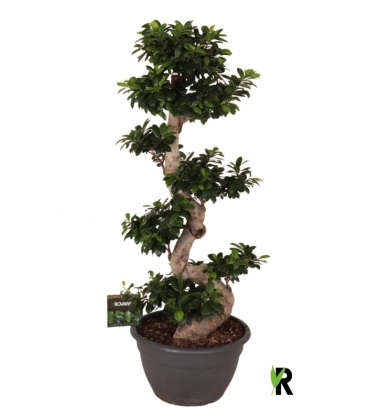 Ficus