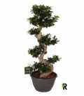 Ficus