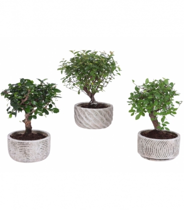 Bonsai