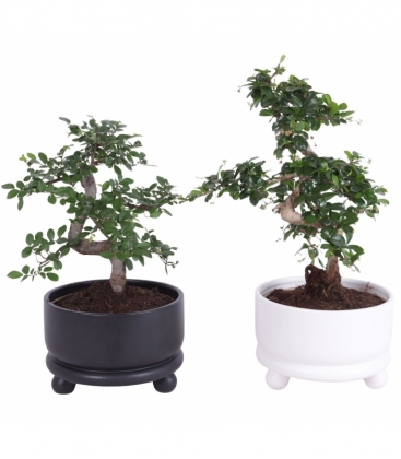 Bonsai