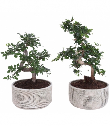 Bonsai