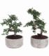 Bonsai