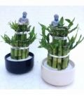 Dracaena