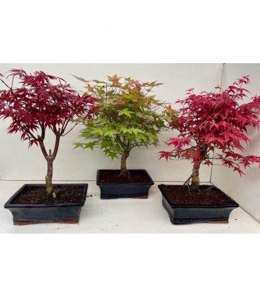 Bonsai