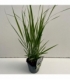 Panicum