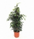 Ficus