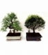 Bonsai