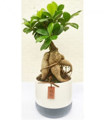 Ficus