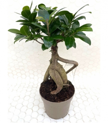 Ficus