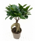 Ficus