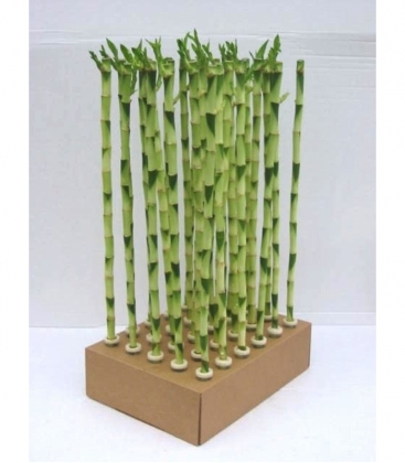 Dracaena