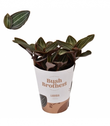 Ludisia