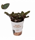 Ludisia