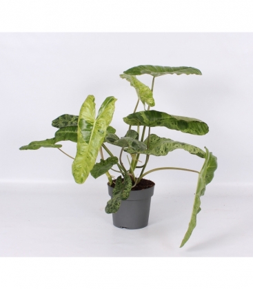 Philodendron