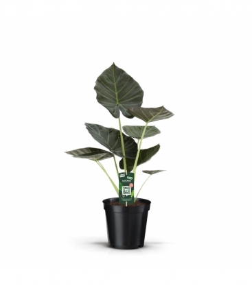 Alocasia