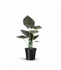 Alocasia