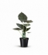 Alocasia