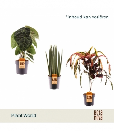 Indoor