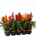 Bromelia