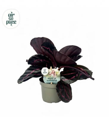 Calathea