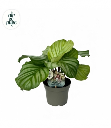 Calathea