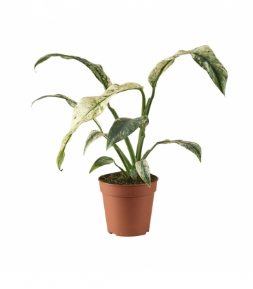 Rhaphidophora