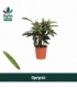 Calathea