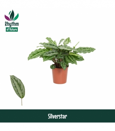 Calathea