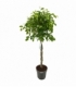 Ficus