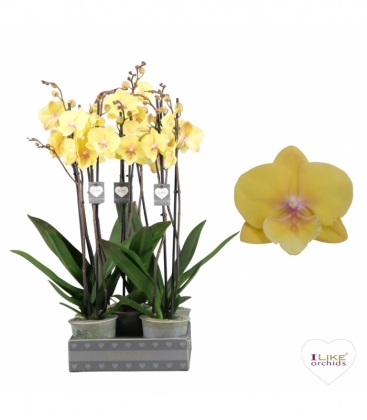 Phalaenopsis
