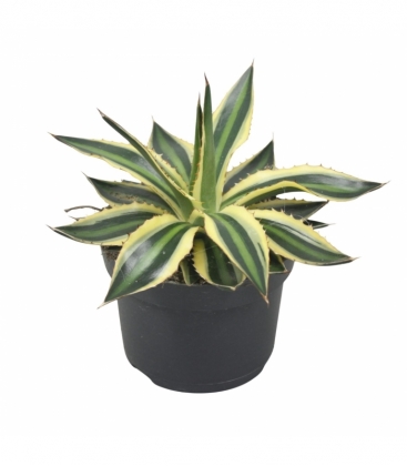 Agave
