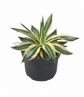 Agave