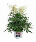 Astilbe
