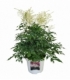 Astilbe