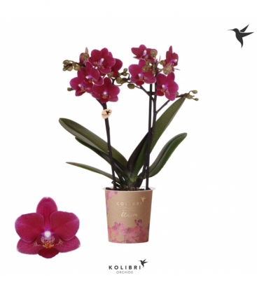 Phalaenopsis