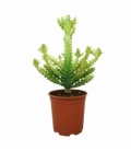 Euphorbia