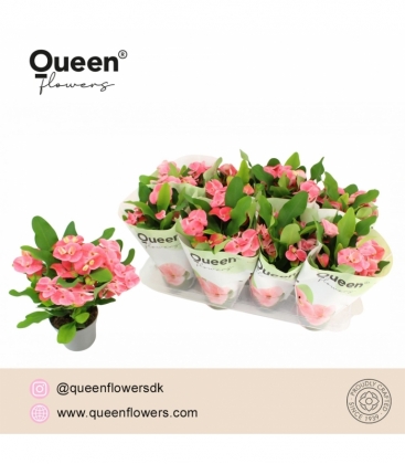Euphorbia